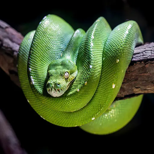 Emerald Boa